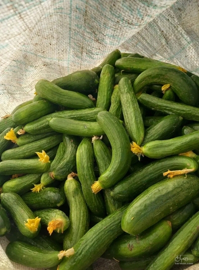 فروش خیار