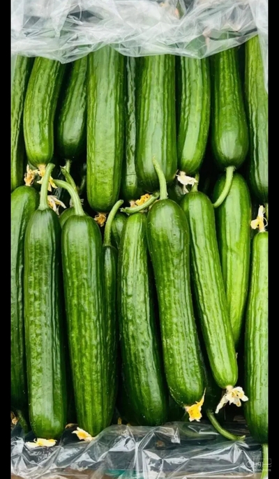 فروش خیار