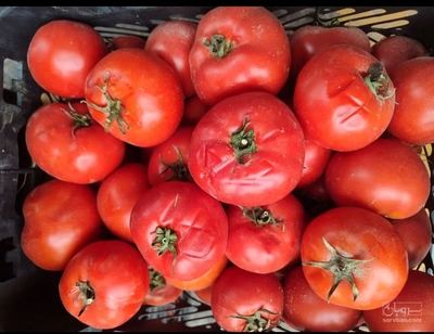 فروش گوجه فرنگی