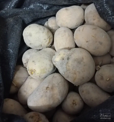 فروش سیب زمینی