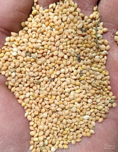 فروش ارزن