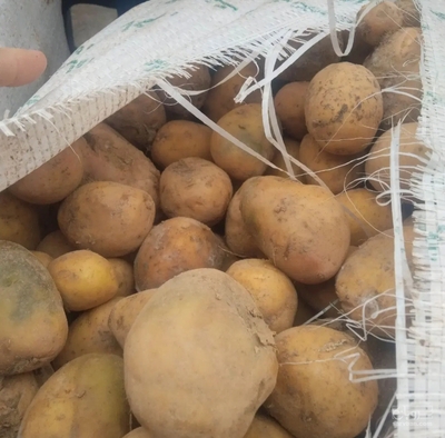 فروش سیب زمینی