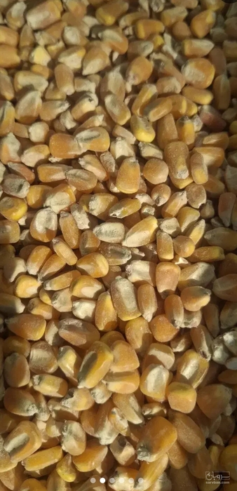 فروش ذرت علوفه ای
