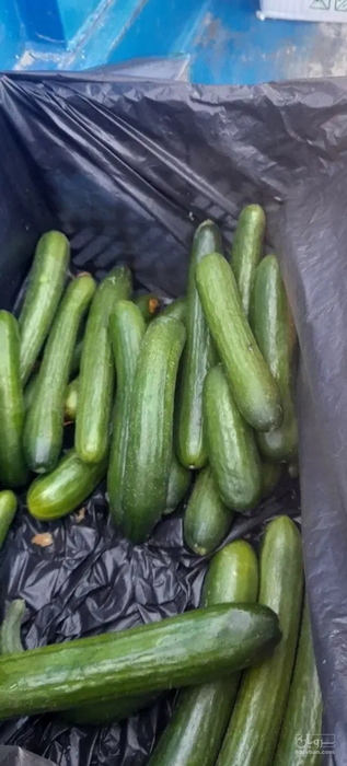 فروش خیار