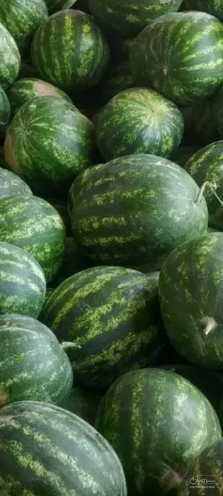 فروش هندوانه