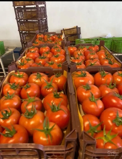 فروش گوجه فرنگی