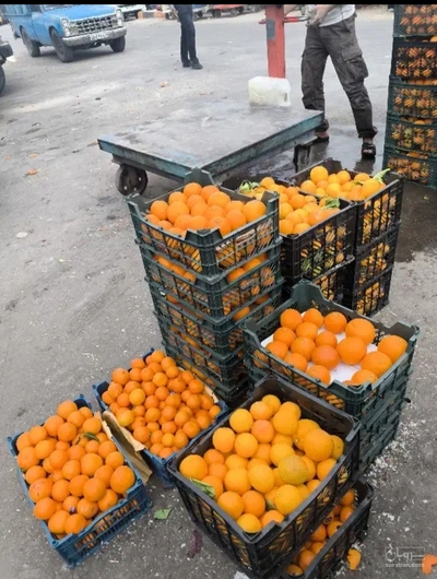 فروش نارنگی