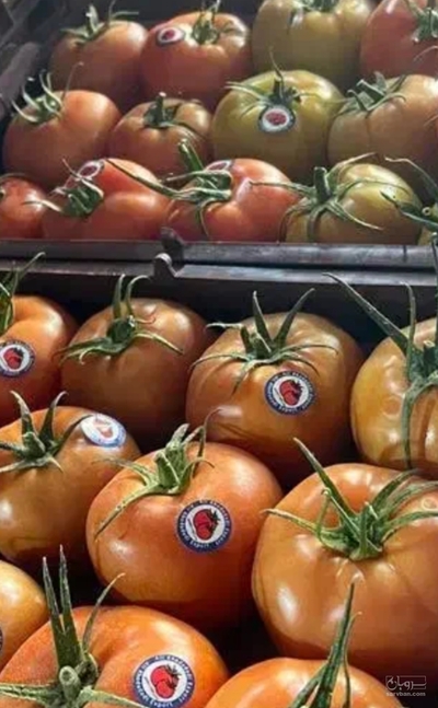 فروش گوجه فرنگی گلخانه
