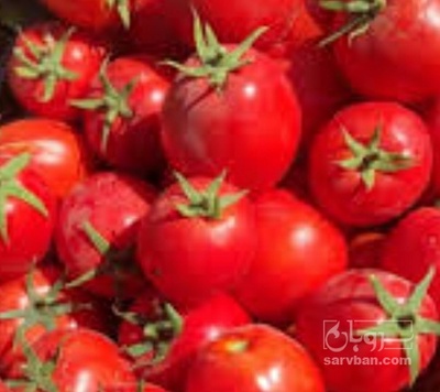 فروش گوجه فرنگی برنتا
