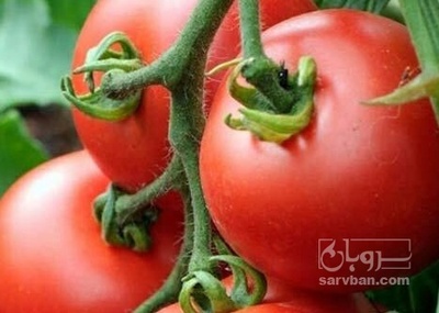 فروش گوجه فرنگی ۱۸۲۰