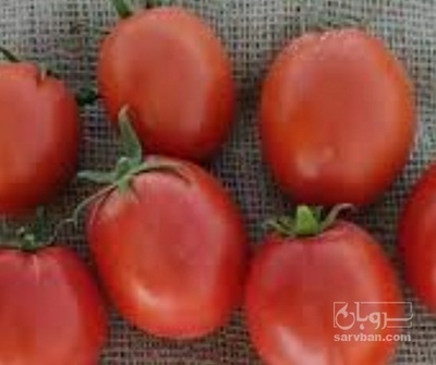 فروش گوجه فرنگی بروبیو
