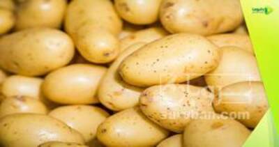 فروش سیب زمینی