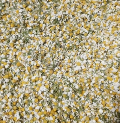 فروش بابونه (گیاه‌ دارویی)