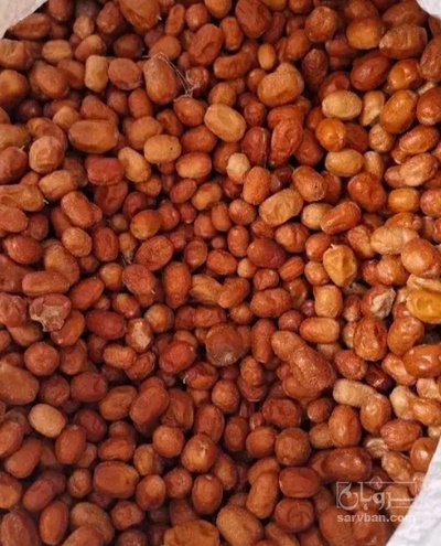 فروش سنجد