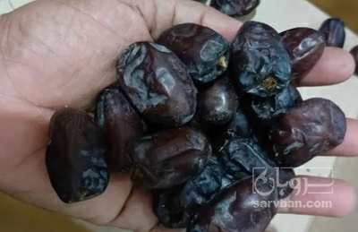 فروش خرما مجول