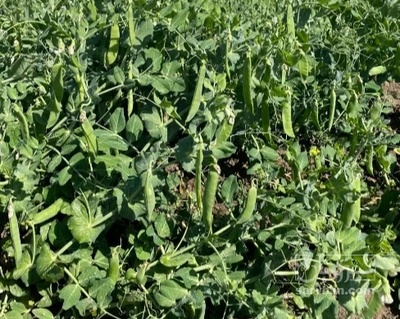 فروش نخود فرنگی
