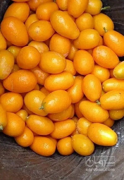 فروش لایمکوات