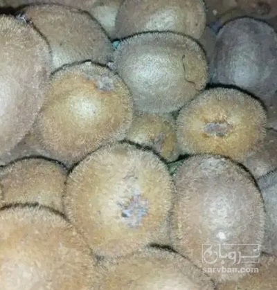 فروش کیوی