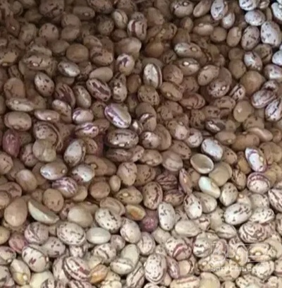فروش لوبیا چیتی