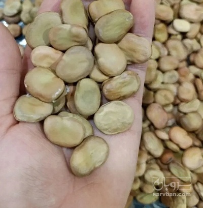 فروش باقلا تازه - باقالی - باقالا