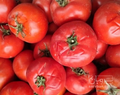 فروش گوجه فرنگی بروبیو