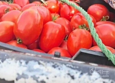 فروش گوجه فرنگی متین