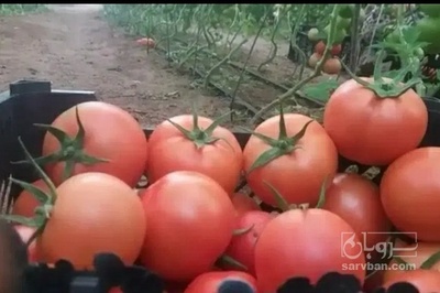 فروش گوجه فرنگی 8320