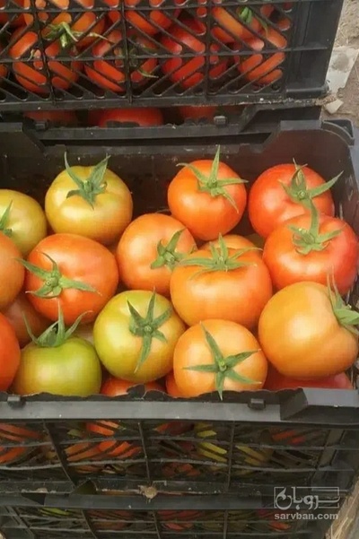 فروش گوجه فرنگی برنتا