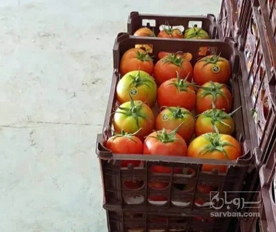 فروش گوجه فرنگی 4129