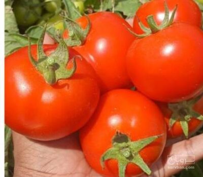 فروش گوجه فرنگی