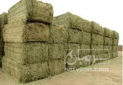 فروش یونجه