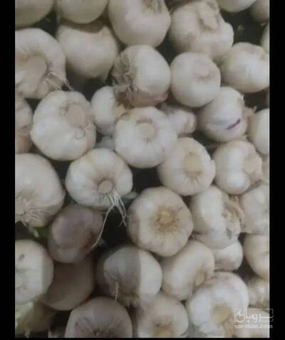 فروش سیر