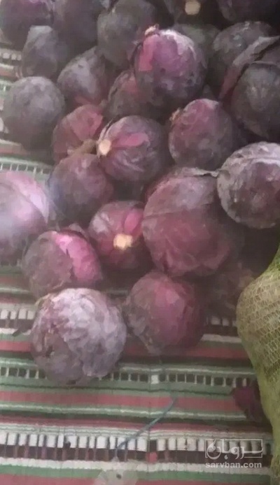 فروش کلم برگی بنفش