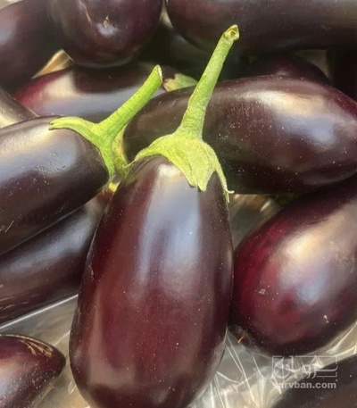 فروش بادمجان