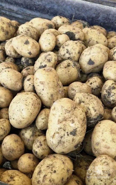 فروش سیب زمینی