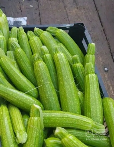 فروش کدو  سبز
