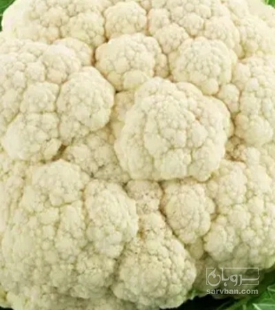 فروش گل کلم