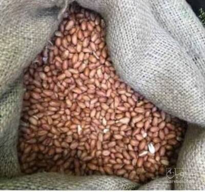 فروش بادام زمینی