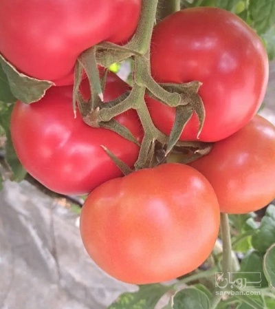 فروش گوجه فرنگی