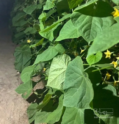 فروش خیار