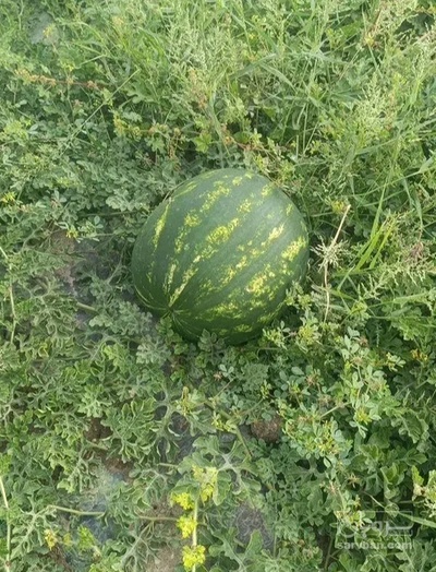 فروش هندوانه