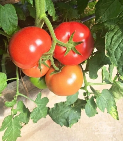 فروش گوجه فرنگی