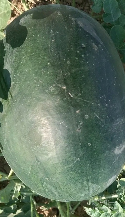 فروش هندوانه