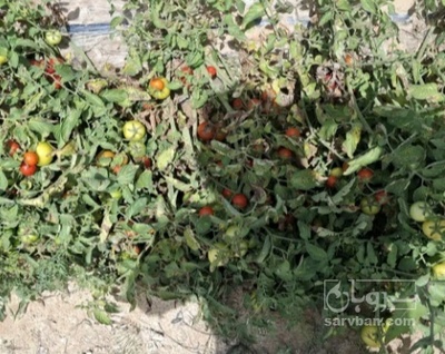 فروش گوجه فرنگی