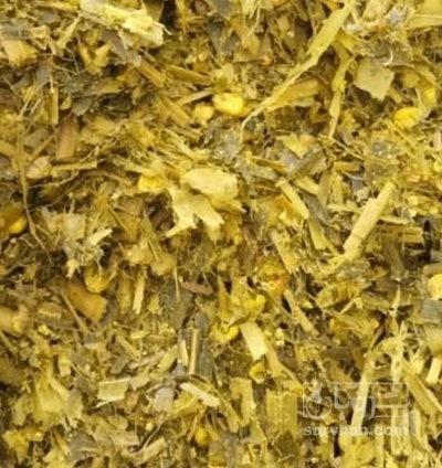 فروش ذرت علوفه ای