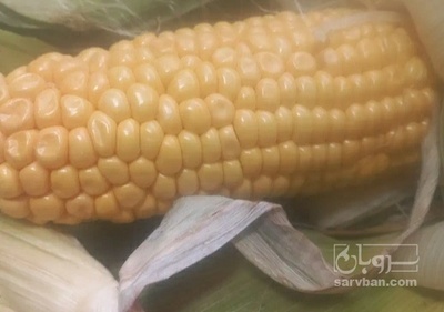 فروش ذرت