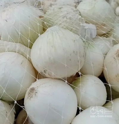 فروش پیاز