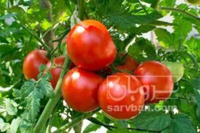فروش گوجه فرنگی