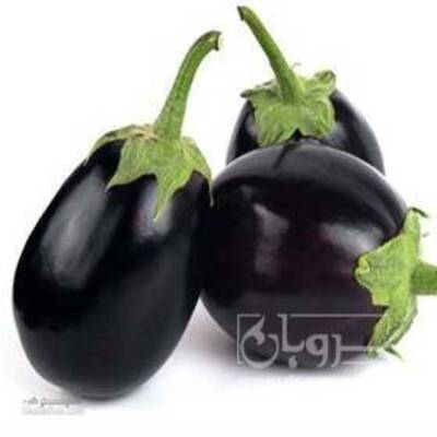 فروش بادمجان