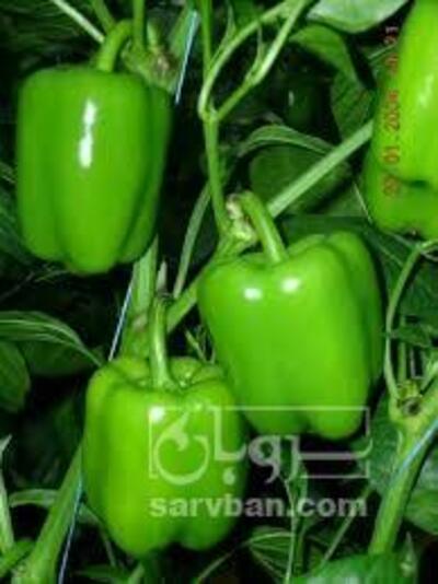 فروش فلفل دلمه ای سبز